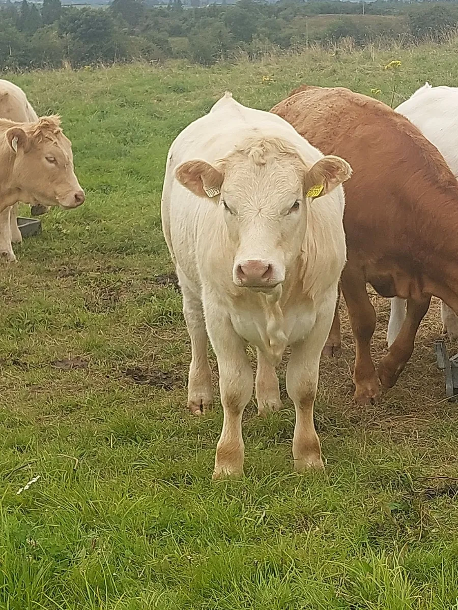 Heifers - Image 3