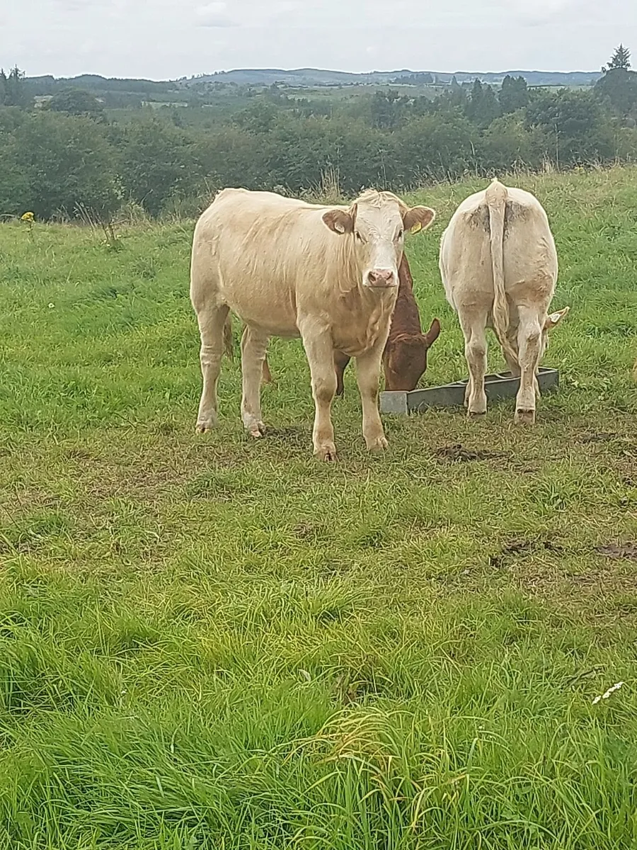 Heifers - Image 4