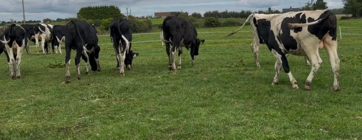 30 fr store bullocks - Image 2