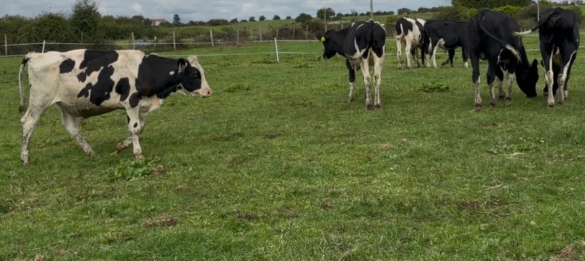 30 fr store bullocks - Image 3