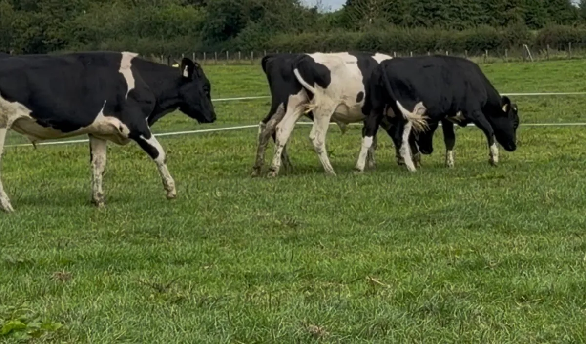 30 fr store bullocks - Image 4