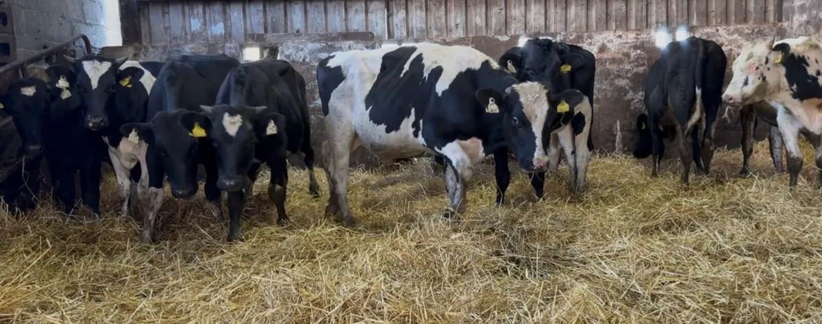 30 fr store bullocks - Image 1