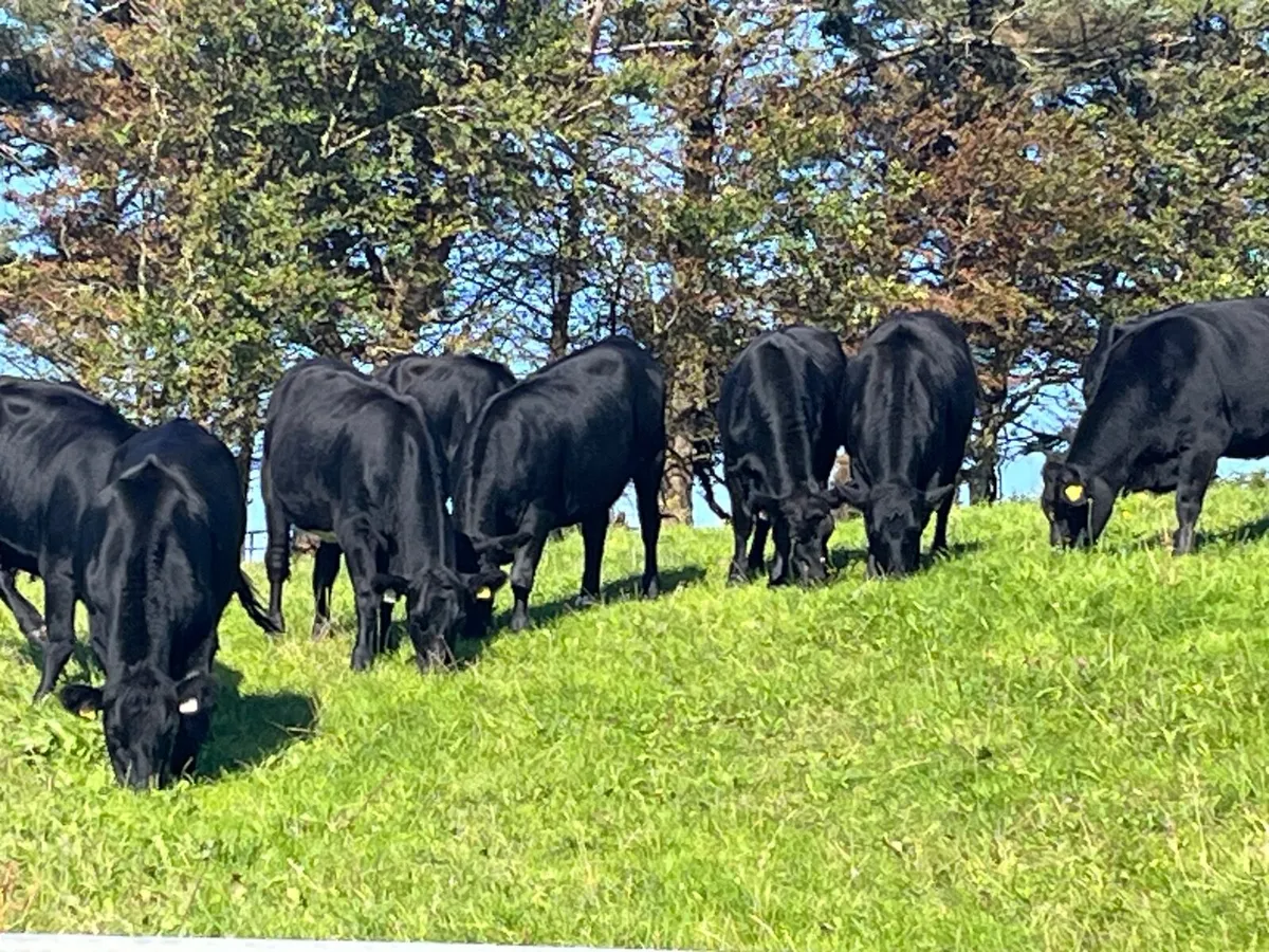Heifers - Image 2