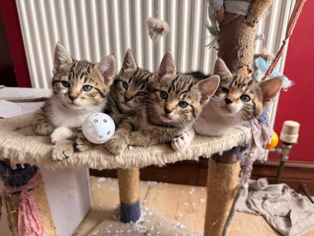 Fluffy, friendly kittens 🐱 - Image 3