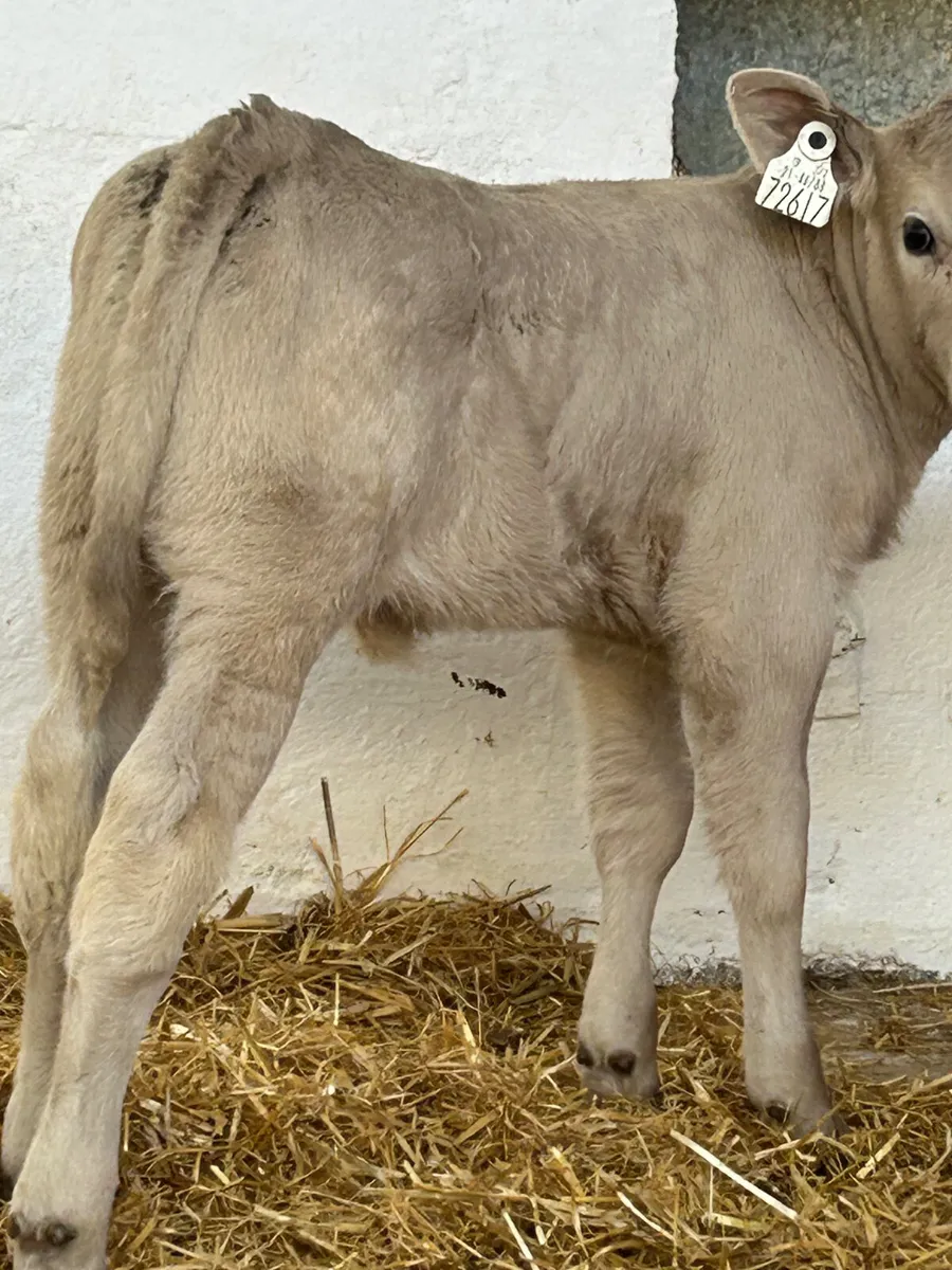2 PROPER HEIFER SUCKS FOR SUCKING COWS - Image 2