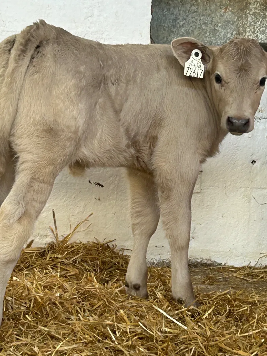 2 PROPER HEIFER SUCKS FOR SUCKING COWS - Image 3