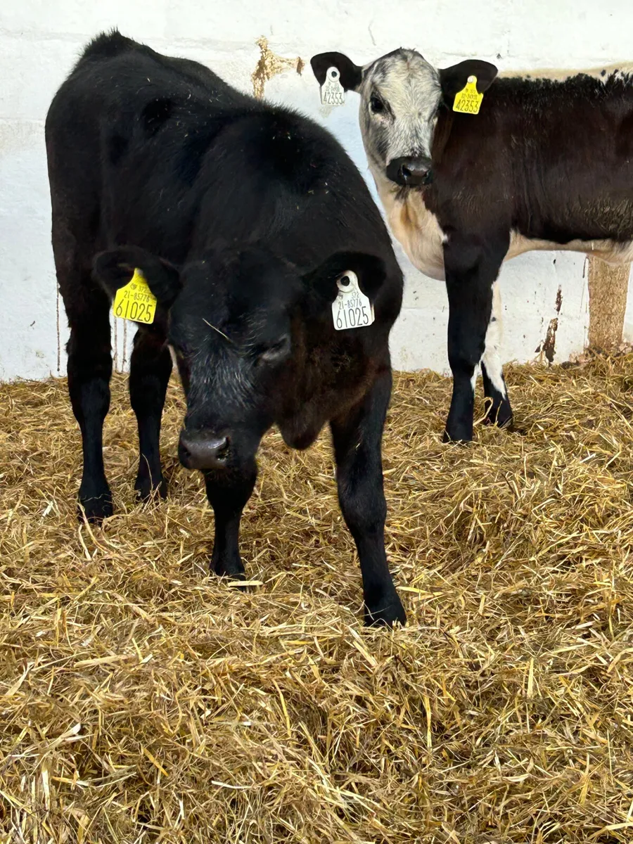 2 SUPER BLUE GREY HEIFER RUNNERS - Image 4