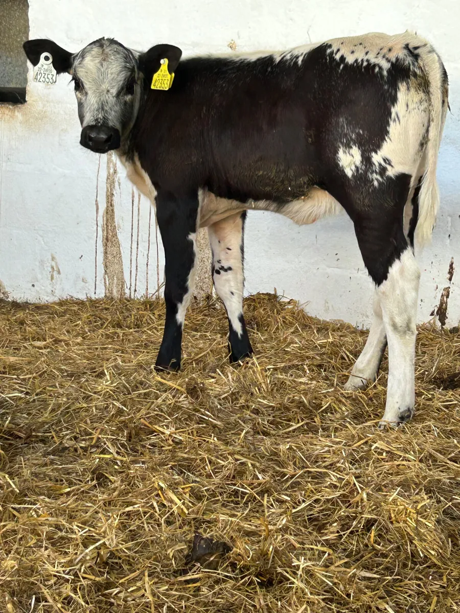 2 SUPER BLUE GREY HEIFER RUNNERS - Image 2