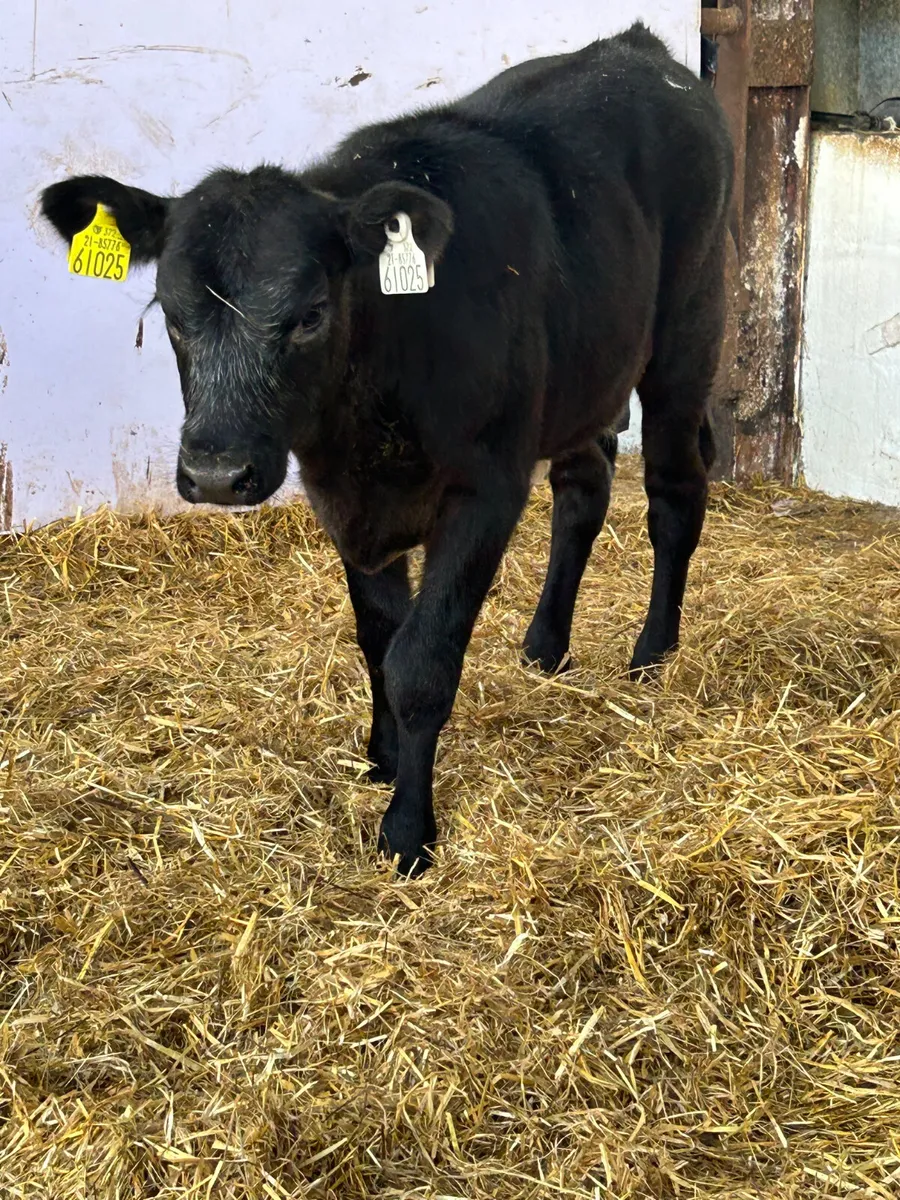 2 SUPER BLUE GREY HEIFER RUNNERS - Image 3