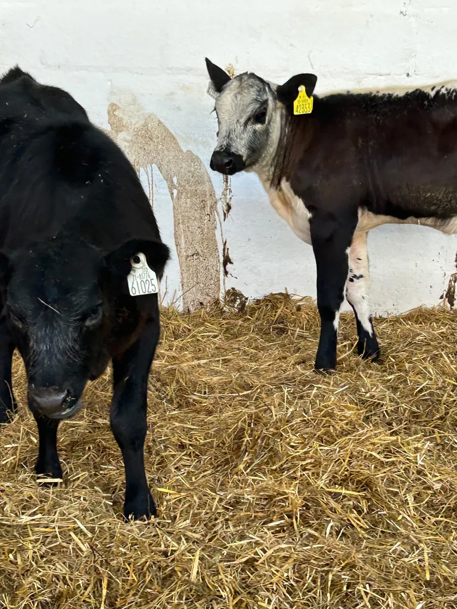 2 SUPER BLUE GREY HEIFER RUNNERS - Image 1