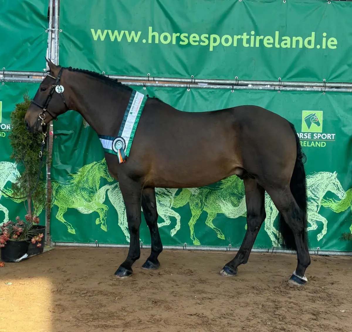 Irish Draught Colt Foal - Image 4
