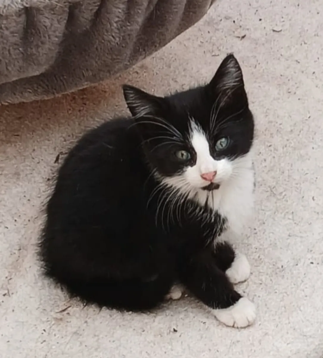 Kittens Mocca and Beanie - Image 1