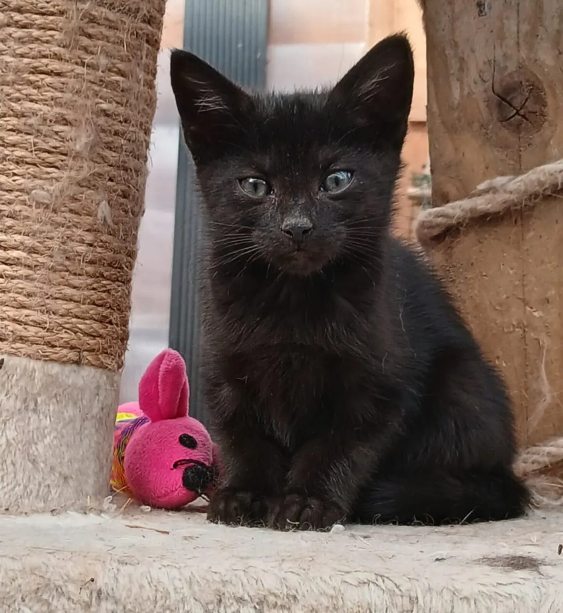 Kittens Mocca and Beanie - Image 2