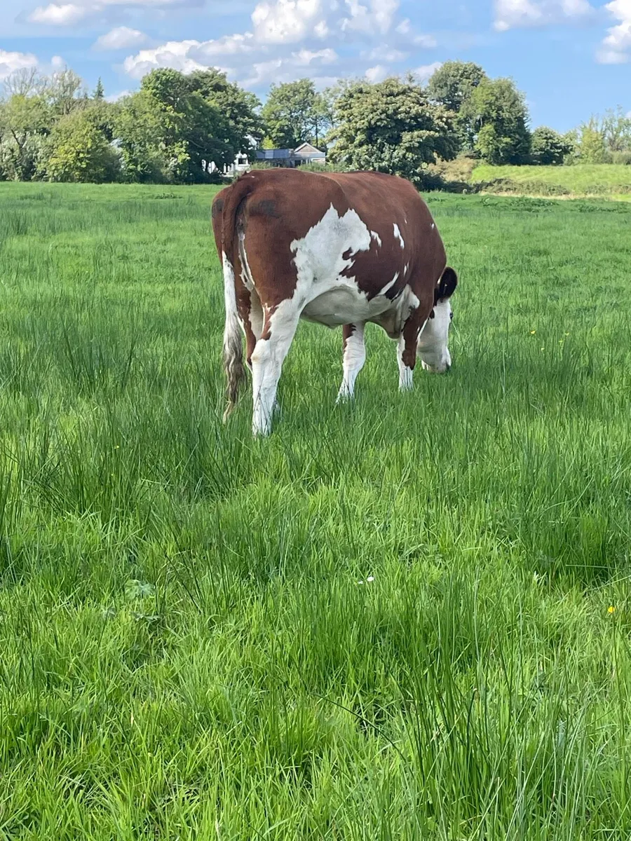 2 herford Incalf 5⭐️star heifer and Incalf cow - Image 3