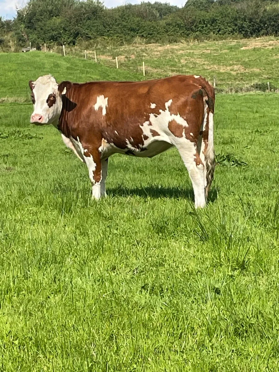 2 herford Incalf 5⭐️star heifer and Incalf cow - Image 2