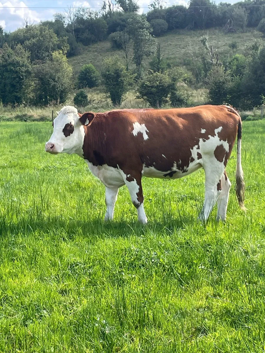 2 herford Incalf 5⭐️star heifer and Incalf cow - Image 4