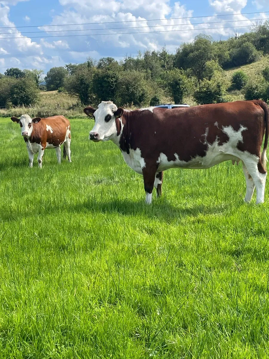 2 herford Incalf 5⭐️star heifer and Incalf cow - Image 1