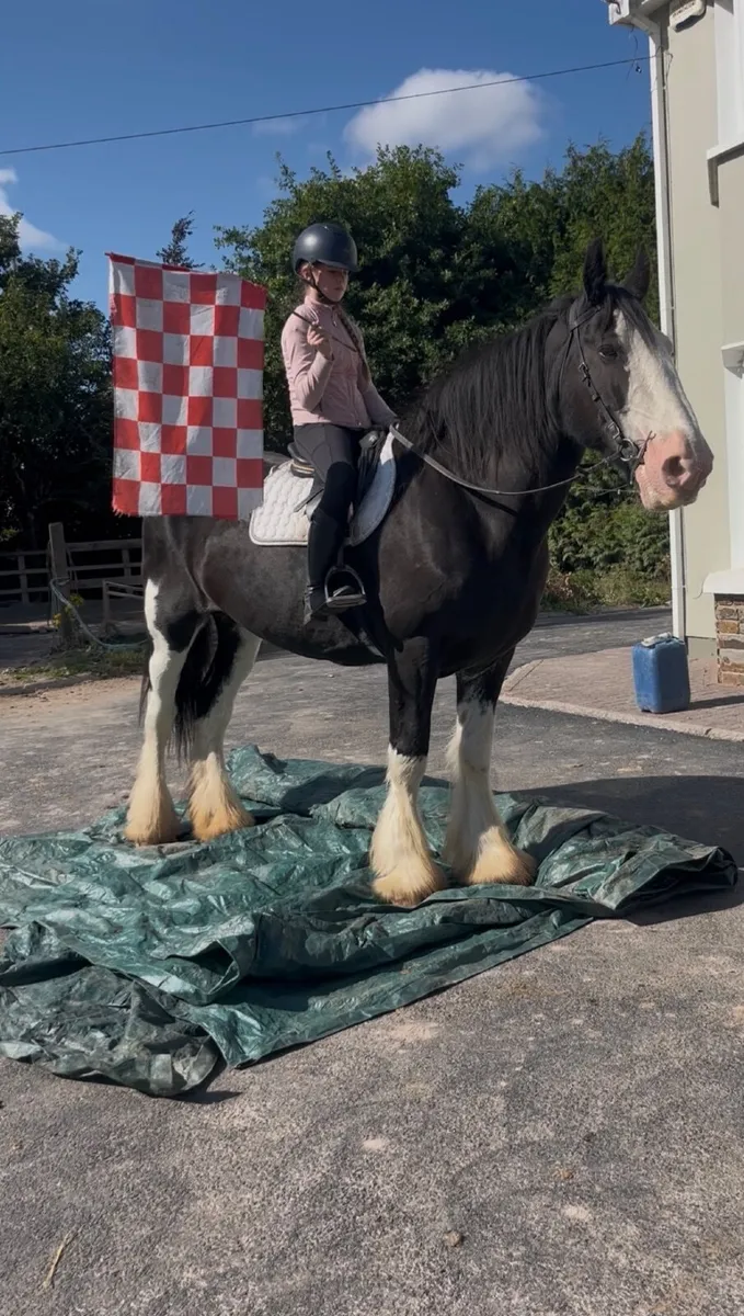 😍Mabel traditional Irish cob😍 - Image 1