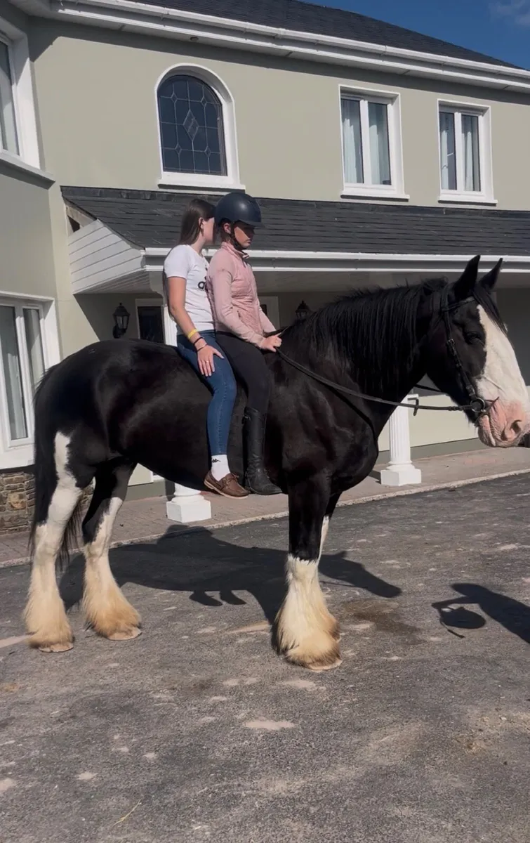 😍Mabel traditional Irish cob😍 - Image 2