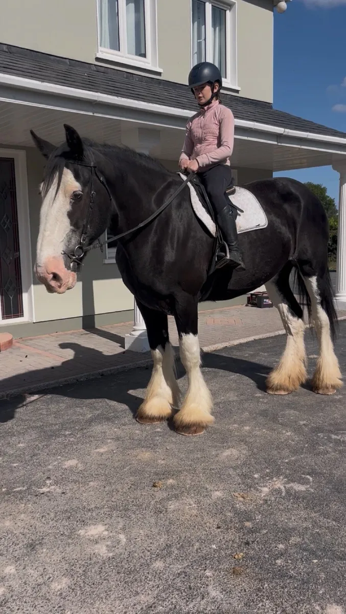 😍Mabel traditional Irish cob😍 - Image 3