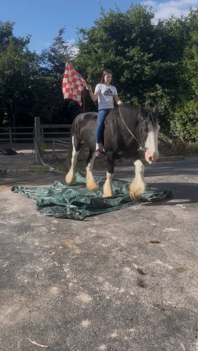 😍Mabel traditional Irish cob😍 - Image 4