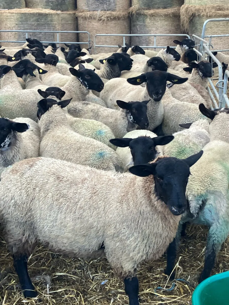 Suffolk Mule Ewe Lambs - Image 1