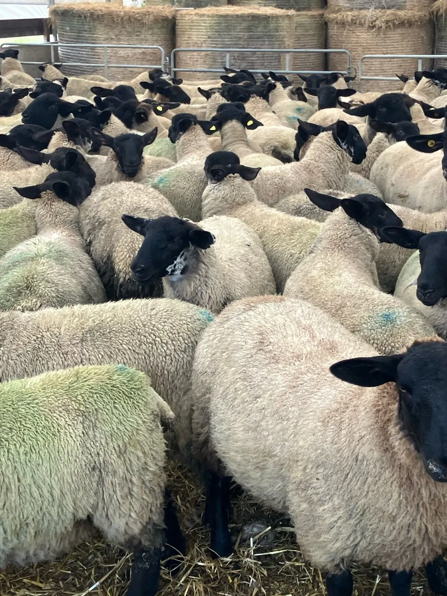 Suffolk Mule Ewe Lambs - Image 2