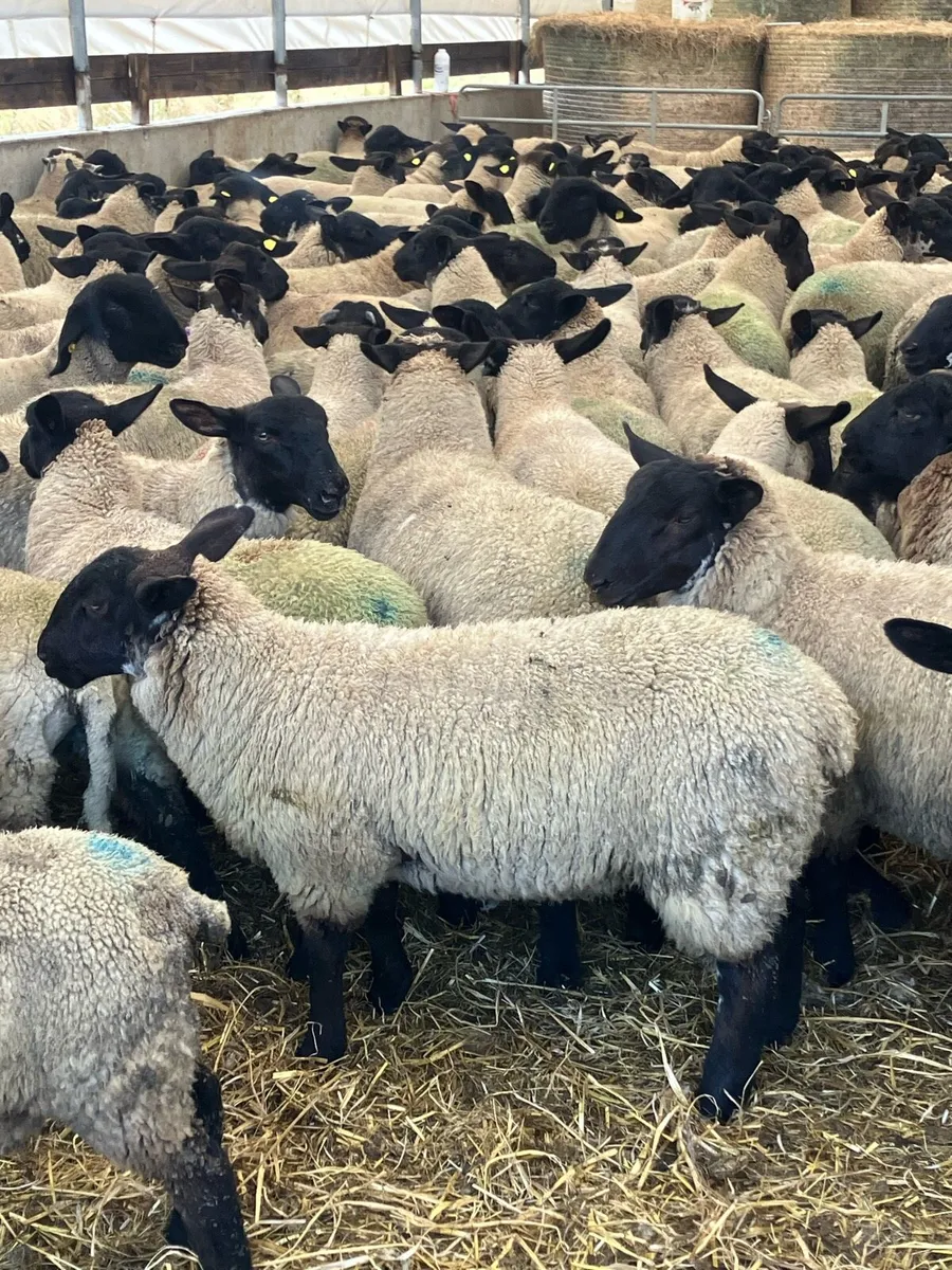 Suffolk Mule Ewe Lambs - Image 3