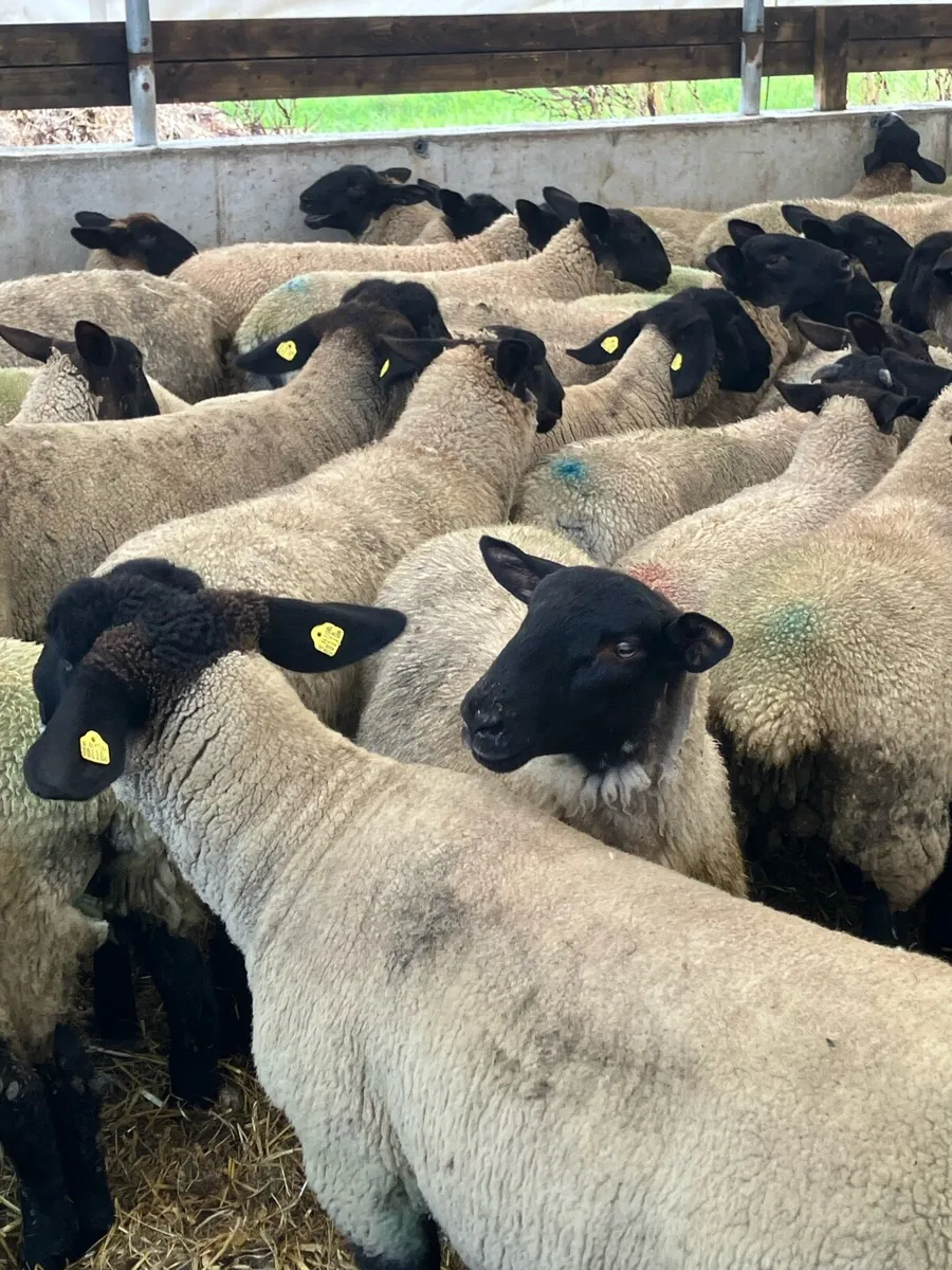 Suffolk Mule Ewe Lambs - Image 4