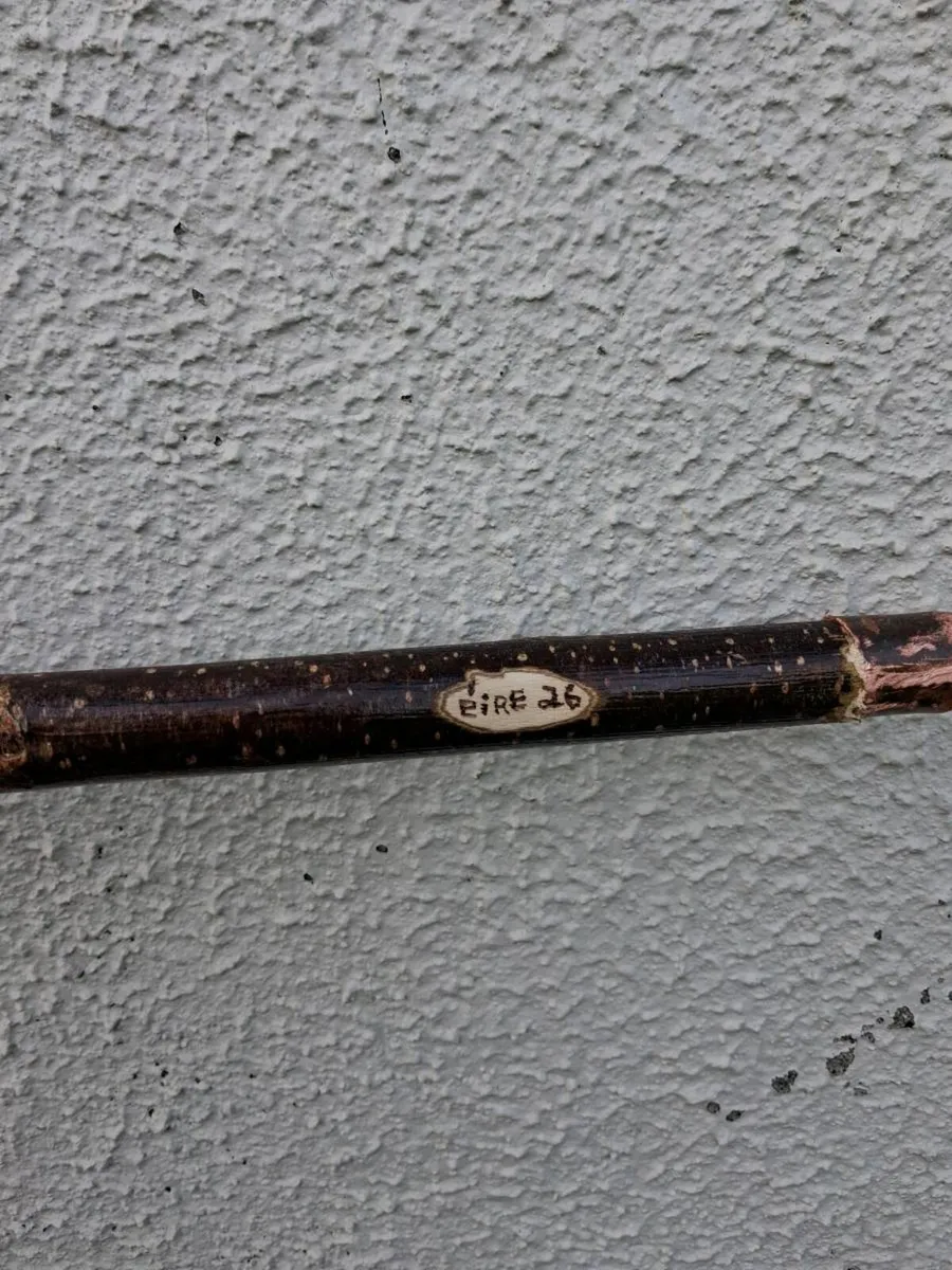 Hazal walking stick - Image 4
