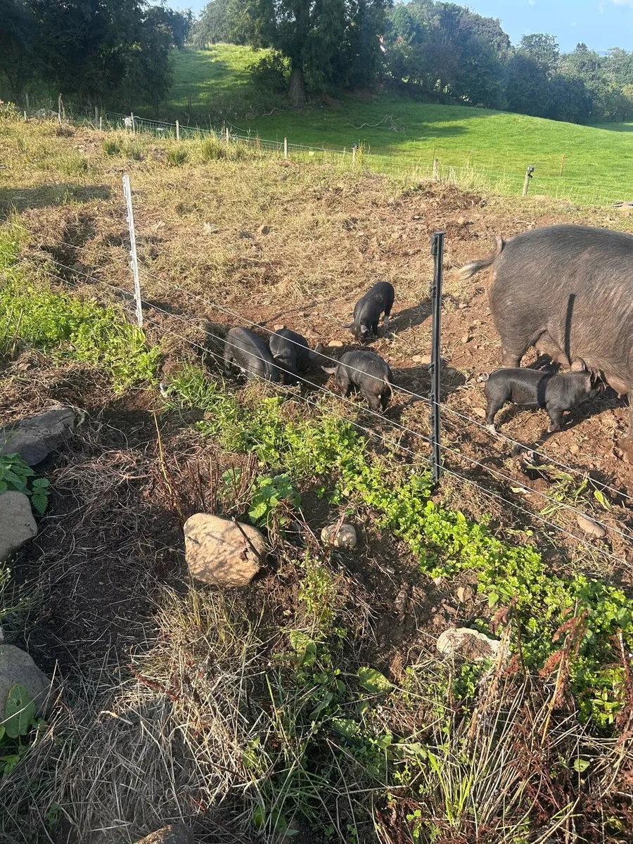 Berkshire piglets - Image 1