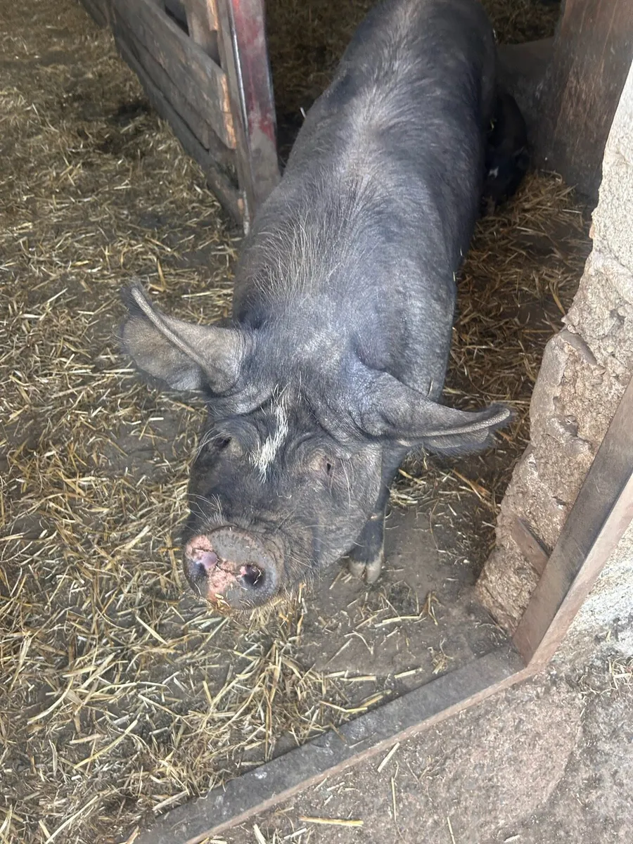 Berkshire piglets - Image 2