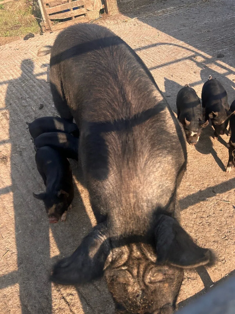 Berkshire piglets - Image 3