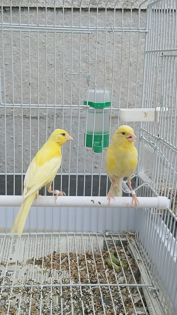 Irish fancy canary - Image 2