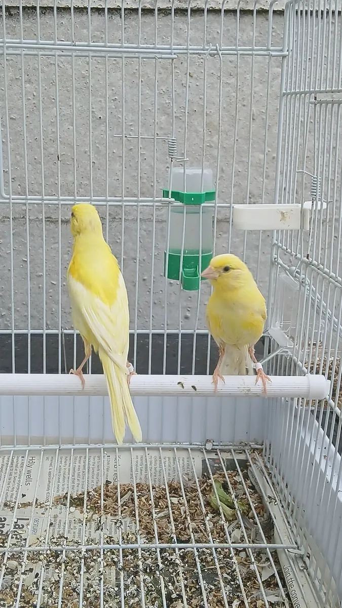 Irish fancy canary - Image 3