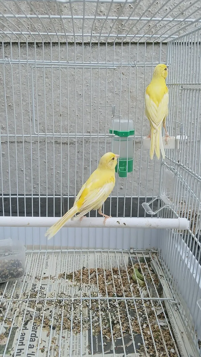 Irish fancy canary - Image 1
