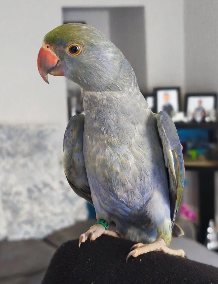 Indian ringneck - Image 1
