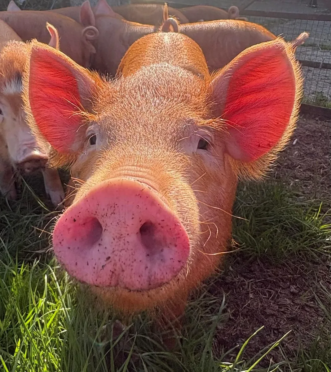 Tamworth weaners - Image 1