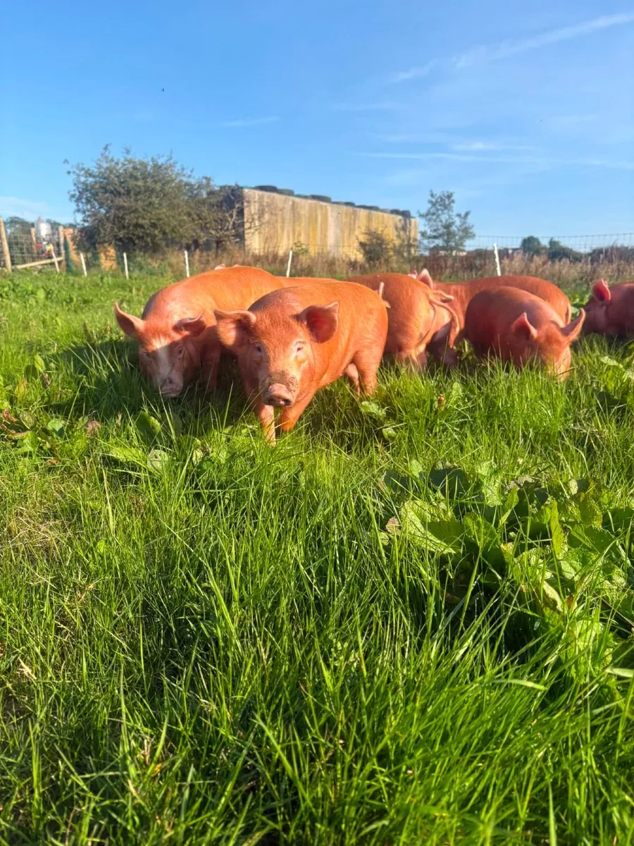 Tamworth weaners - Image 4