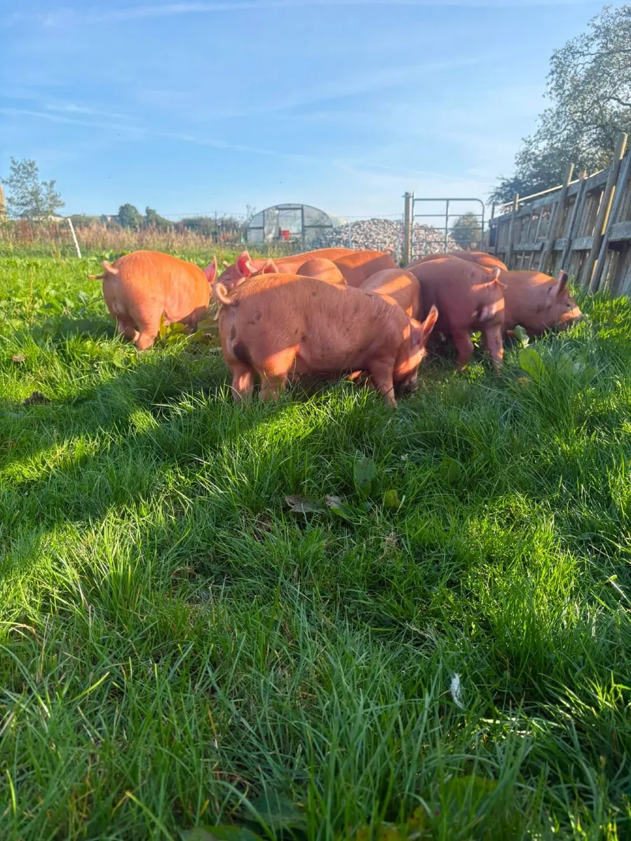 Tamworth weaners - Image 2