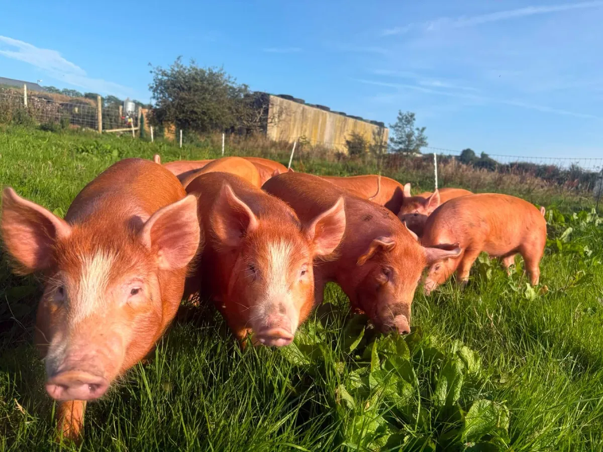 Tamworth weaners - Image 3