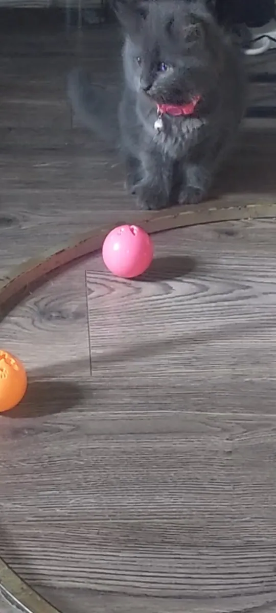 Half Maine coon - Image 3