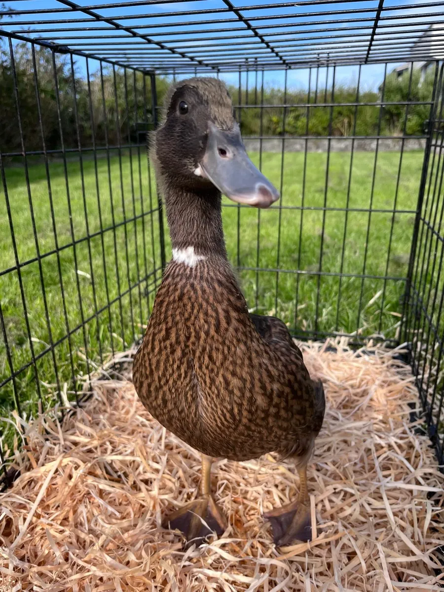 Khaki Campbell duckling - Image 1
