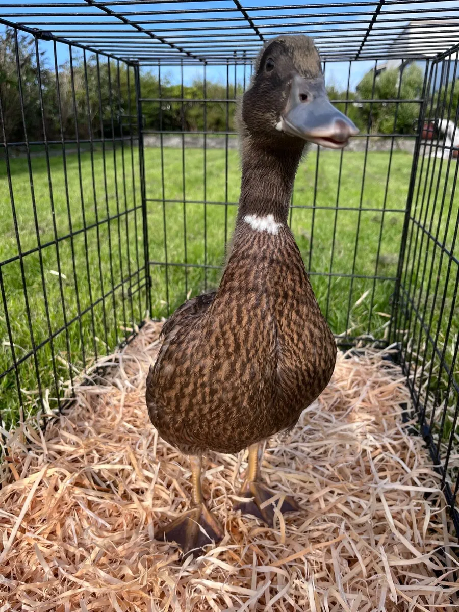 Khaki Campbell duckling - Image 2