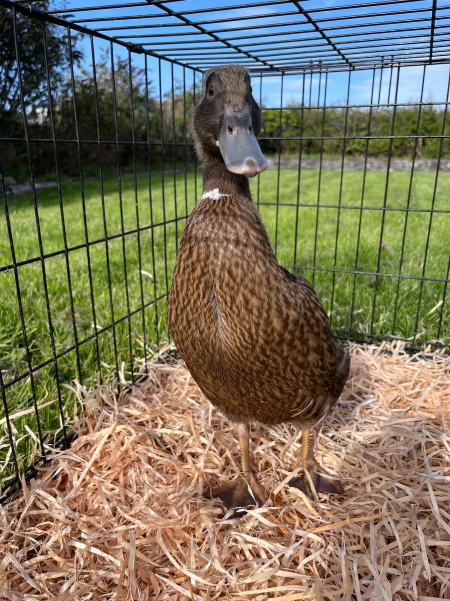 Khaki Campbell duckling - Image 3