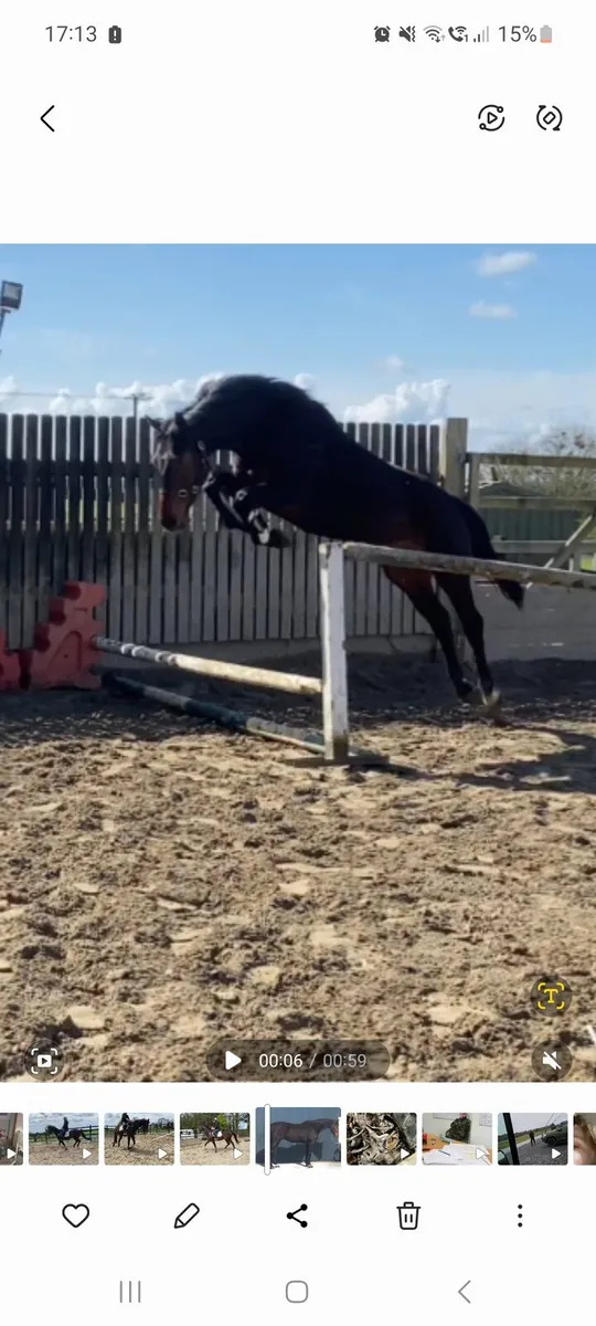 Sports horse - Image 2