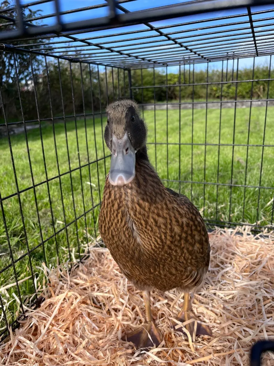 Khaki Campbell duckling - Image 4
