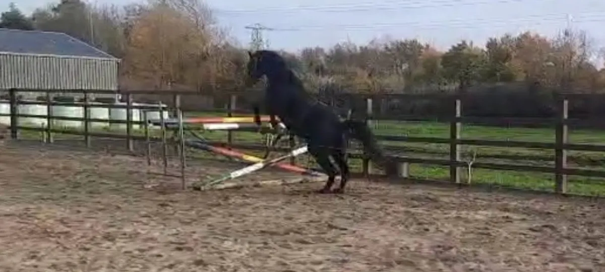 Sports horse - Image 3