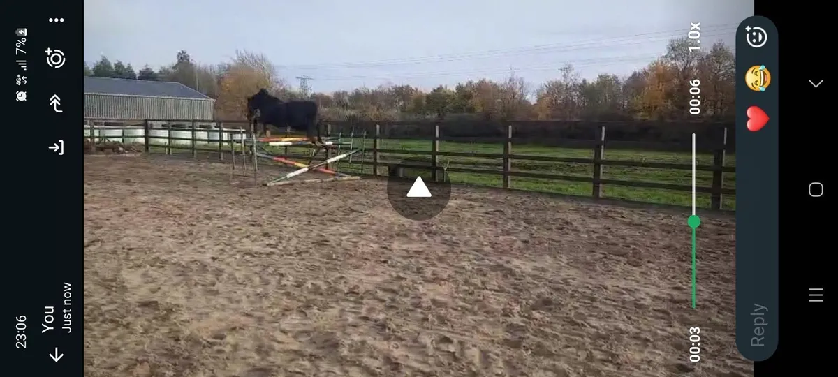 Sports horse - Image 1