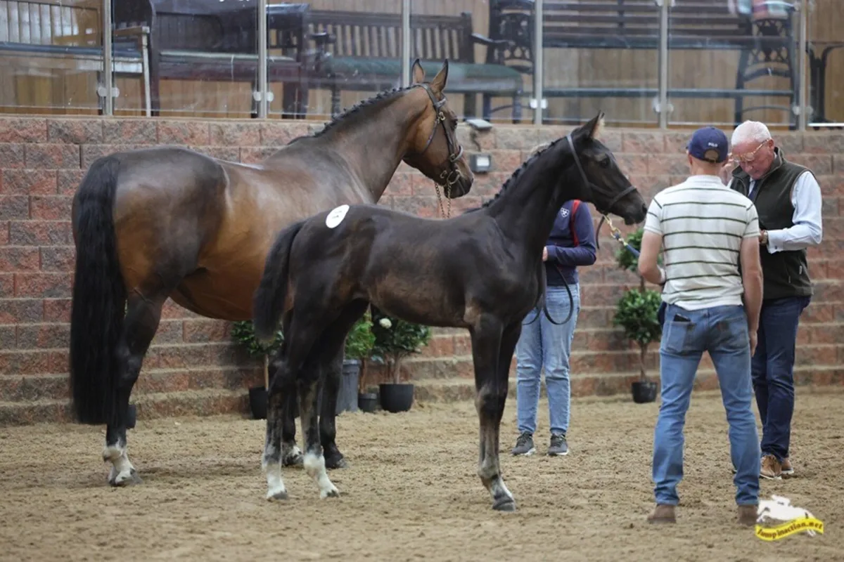 Top quality foals - Image 1